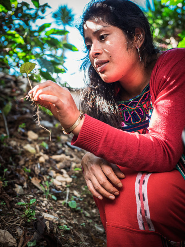 coffee women xecotx guatemala organic